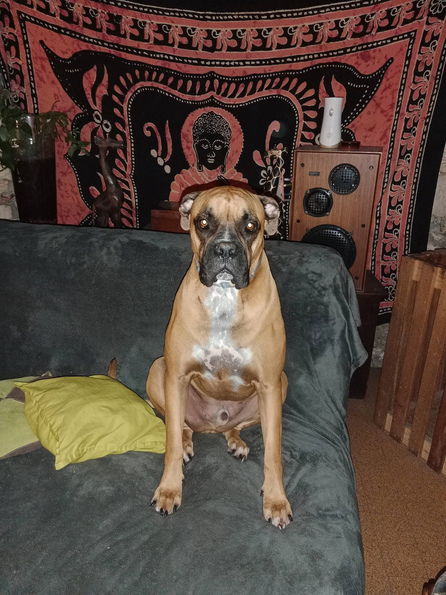 Oslo participe au concours pour gagner de l'argent avec cette photo : art, canidae, carnivore, chair, companion_dog, couch, dog, dog_breed, fawn, flooring, molosser, plant, room, sitting, snout, sporting_group, terrestrial_animal, toy_dog, wood, working_animal