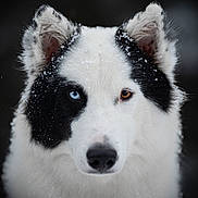 Shadow a rejoint le concours — aidez-le/la à gagner de superbes lots ! animal, black_and_white, blue_eye, brown_eye, canine, close_up, cute, dog, ears, face, focused, fur, heterochromia, mammal, nature, outdoor, pet, portrait, snow, winter