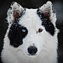 animal, black_and_white, blue_eye, brown_eye, canine, close_up, cute, dog, ears, face, focused, fur, heterochromia, mammal, nature, outdoor, pet, portrait, snow, winter