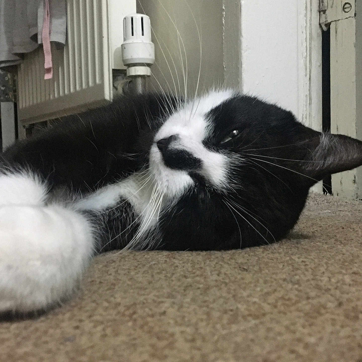 Apollo is registered to the contest to win money with this photo: abyssinian, animal, appliance, architecture, blackcat, building, cat, device, electricaldevice, furniture, hardwood, indoors, kitten, light, manx, person, pet, radiator, sleeping, wood