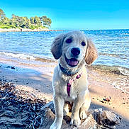 Athena-Belle a rejoint le concours — aidez-le/la à gagner de superbes lots ! dog, puppy, golden_retriever, beach, sea, sky, sand, driftwood, sunlight, nature, outdoor, water, waves, collar, harness, smiling, pet, animal, happy, summer