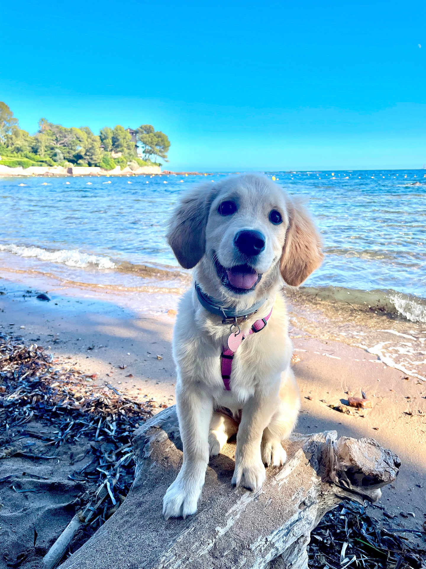 Athena-Belle