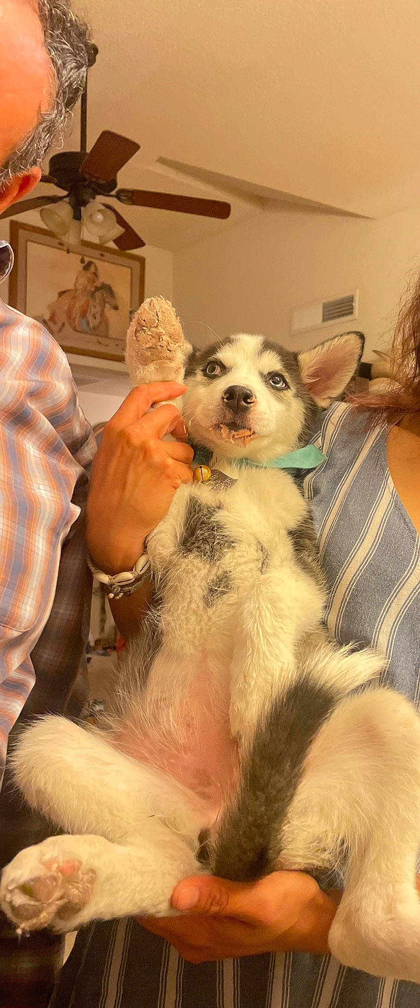 Inarah joined the competition — help win amazing prizes! ancient_dog_breeds, canidae, carnivore, comfort, companion_dog, couch, dog, dog_breed, fawn, felidae, fur, non_sporting_group, paw, puppy_love, small_to_medium_sized_cats, snout, sporting_group, toy_dog, whiskers, working_animal