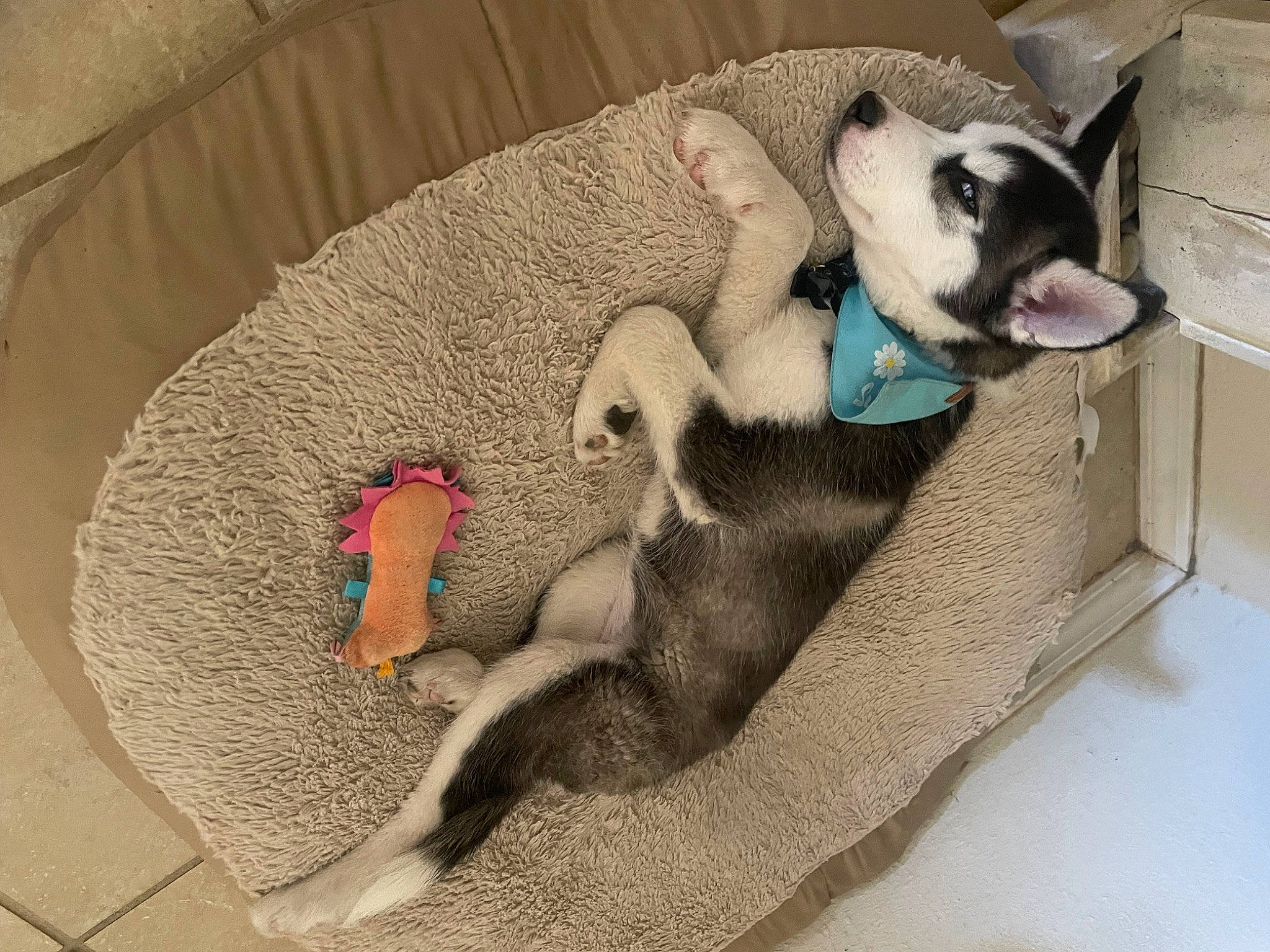 Inarah is registered to the contest to win money with this photo: canidae, carnivore, cat_bed, cat_supply, comfort, companion_dog, dog, dog_bed, dog_breed, dog_supply, fawn, felidae, grey, nap, paw, pet_supply, sporting_group, tail, toy_dog, working_animal