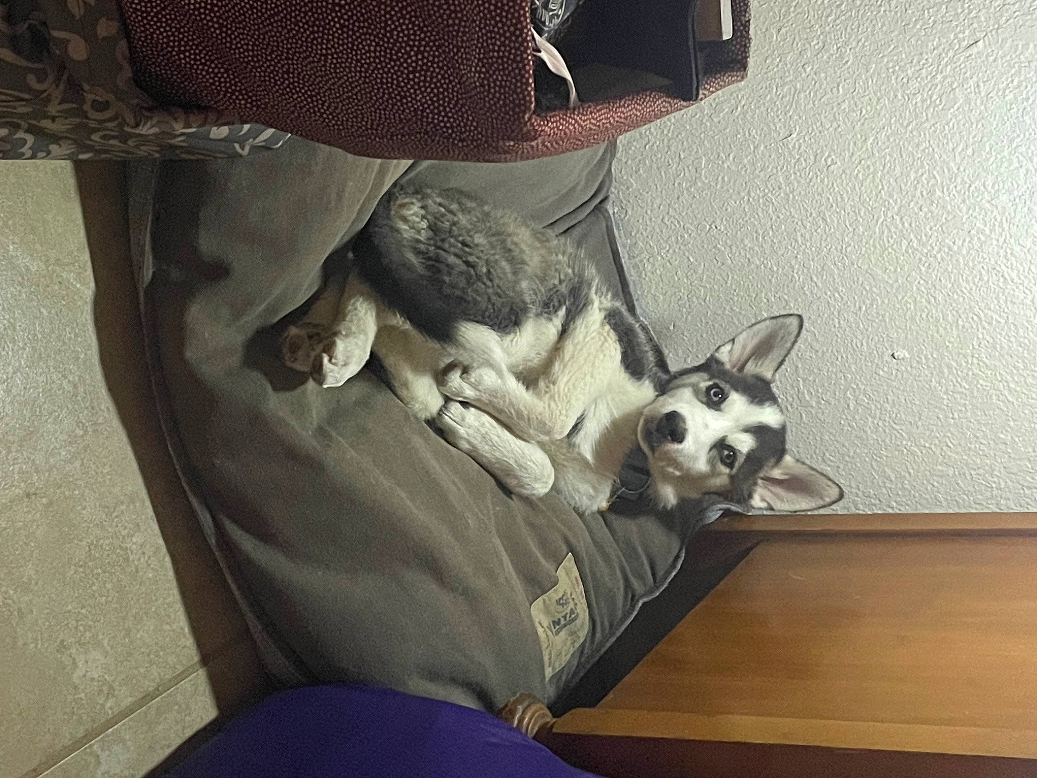 Inarah joined the competition — help win amazing prizes! bag, carnivore, comfort, companion_dog, dog, dog_breed, ear, elbow, fawn, fur, grey, hat, human_leg, knee, leg, sitting, square, thigh, toy_dog, whiskers