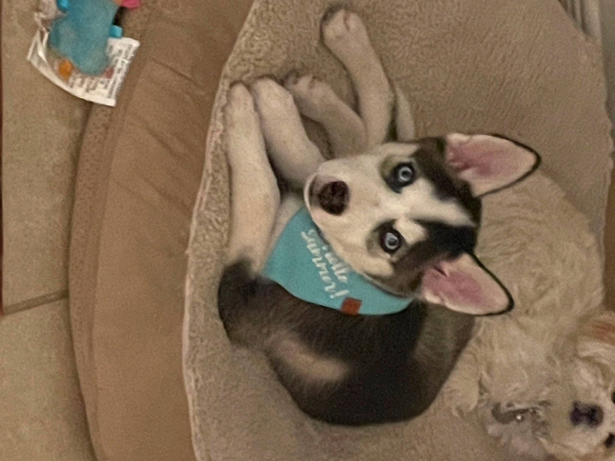 Inarah is registered to the contest to win money with this photo: ancient_dog_breeds, canidae, carnivore, companion_dog, dog, dog_breed, dog_supply, fang, fawn, felidae, fur, paw, siberian_husky, snout, sporting_group, terrestrial_animal, toy_dog, whiskers, working_animal, working_dog