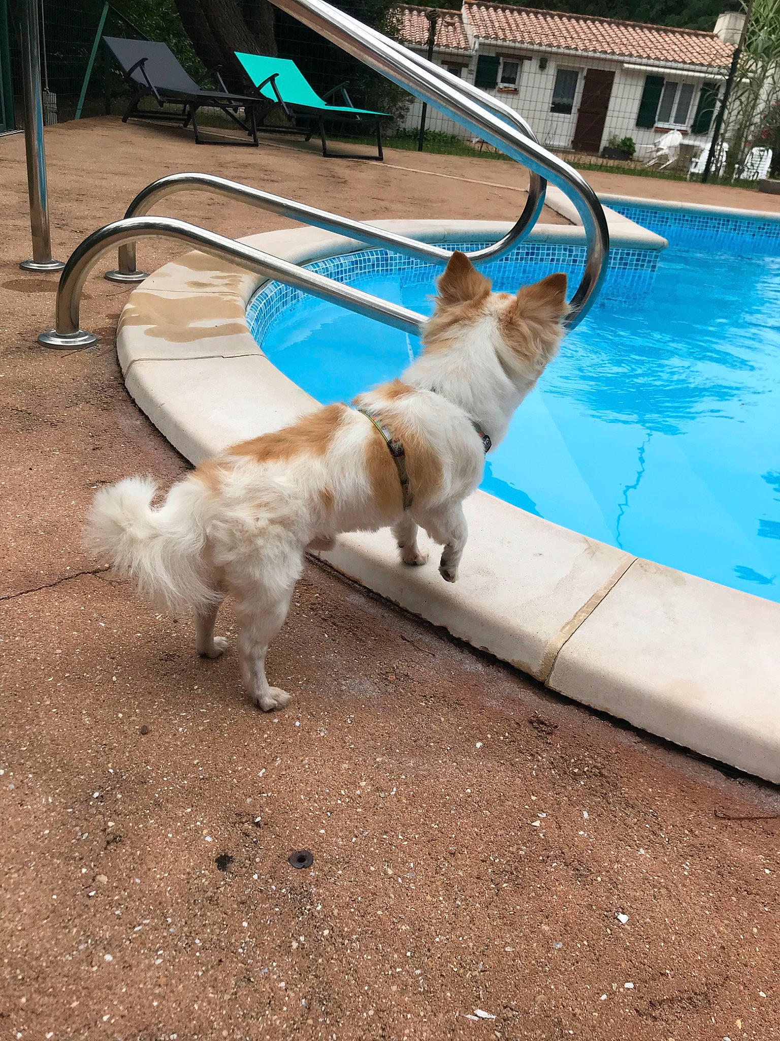 Eliot a rejoint le concours — aidez-le/la à gagner de superbes lots ! backyard, canidae, carnivore, companion_dog, dog, dog_breed, fawn, golden_retriever, leisure, retriever, sporting_group, swimming_pool, tail, vacation