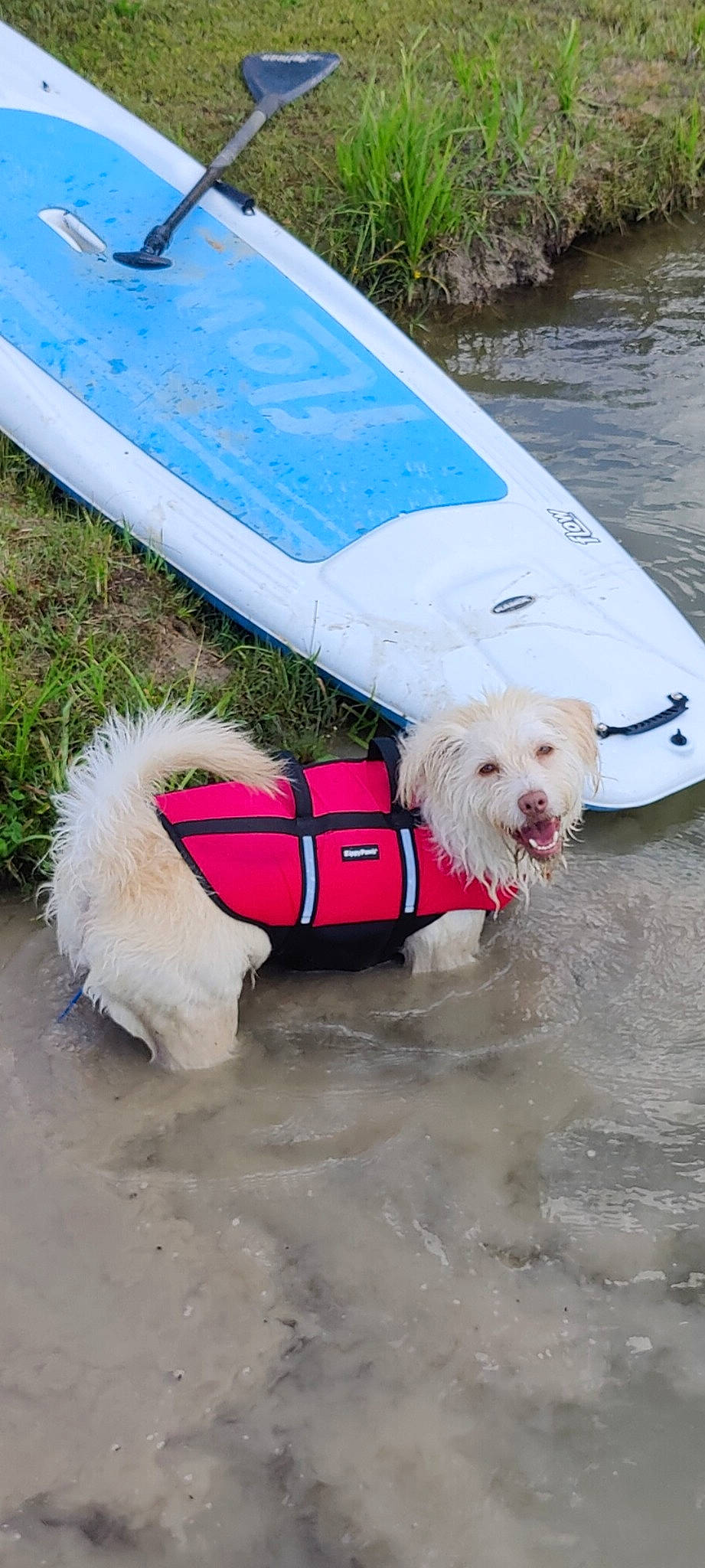 Buddy is registered to the contest to win money with this photo: boats_and_boating_equipment_and_supplies, carnivore, collar, companion_dog, dog, dog_breed, dog_collar, dog_supply, lake, lifejacket, personal_protective_equipment, pet_supply, recreation, small_terrier, sporting_group, terrier, toy_dog, vehicle, water, working_animal