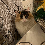 Vera joined the competition — help win amazing prizes! cat, calico, fluffy, chair, table, glasses, indoor, bottle, plant, furniture, pet, animal, closeup, curious, domestic, cozy, home, seated, whiskers, ears