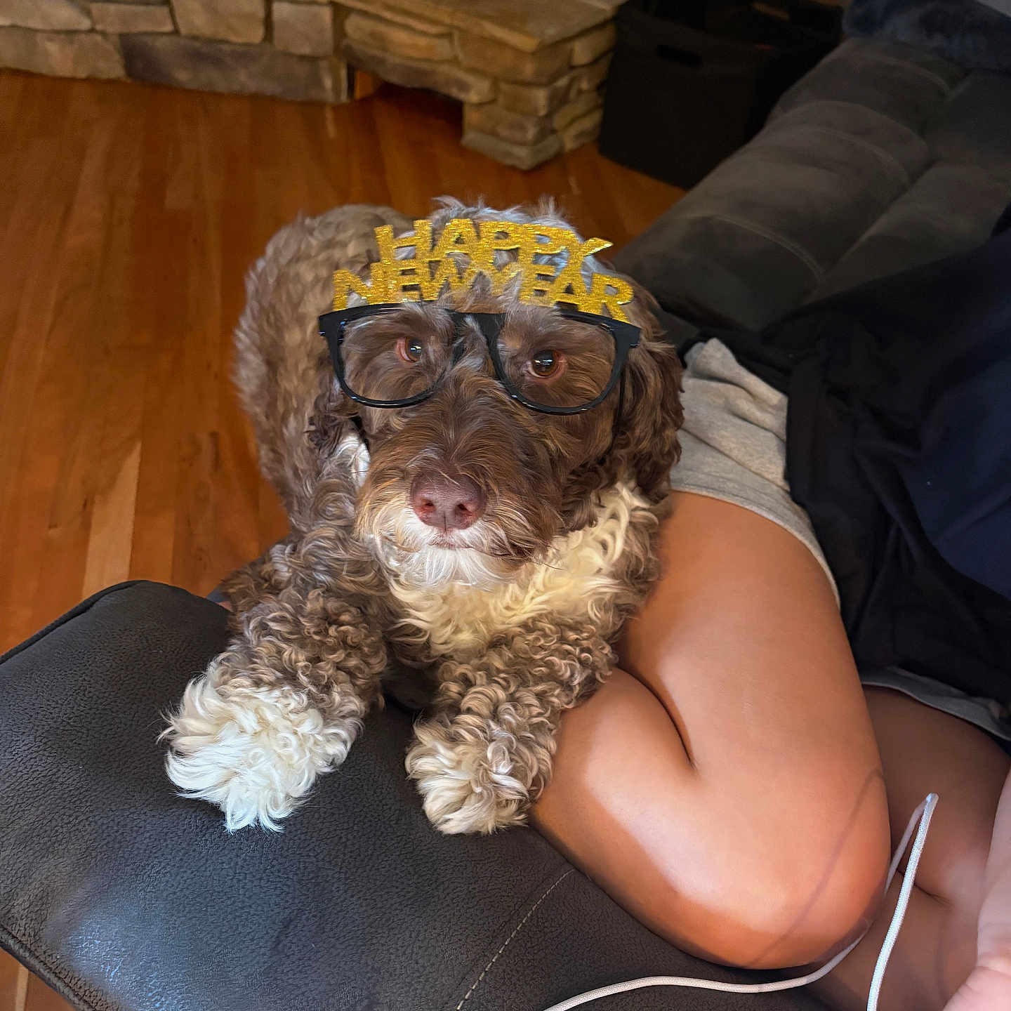Percy joined the competition — help win amazing prizes! dog, glasses, happy_new_year, couch, armrest, curly_fur, indoor, wood_floor, person, legs, phone_charger, relaxing, novelty_glasses, brown_fur, white_fur, celebration, living_room, casual, resting, pet