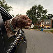 Percy is registered to the contest to win money with this photo: dog, car, window, road, suburban, house, tree, cloudy_sky, pet, outdoor, curious, brown_dog, white_dog, collar, vehicle, street, residential_area, canine, daytime, nature