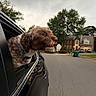 dog, car, window, road, suburban, house, tree, cloudy_sky, pet, outdoor, curious, brown_dog, white_dog, collar, vehicle, street, residential_area, canine, daytime, nature