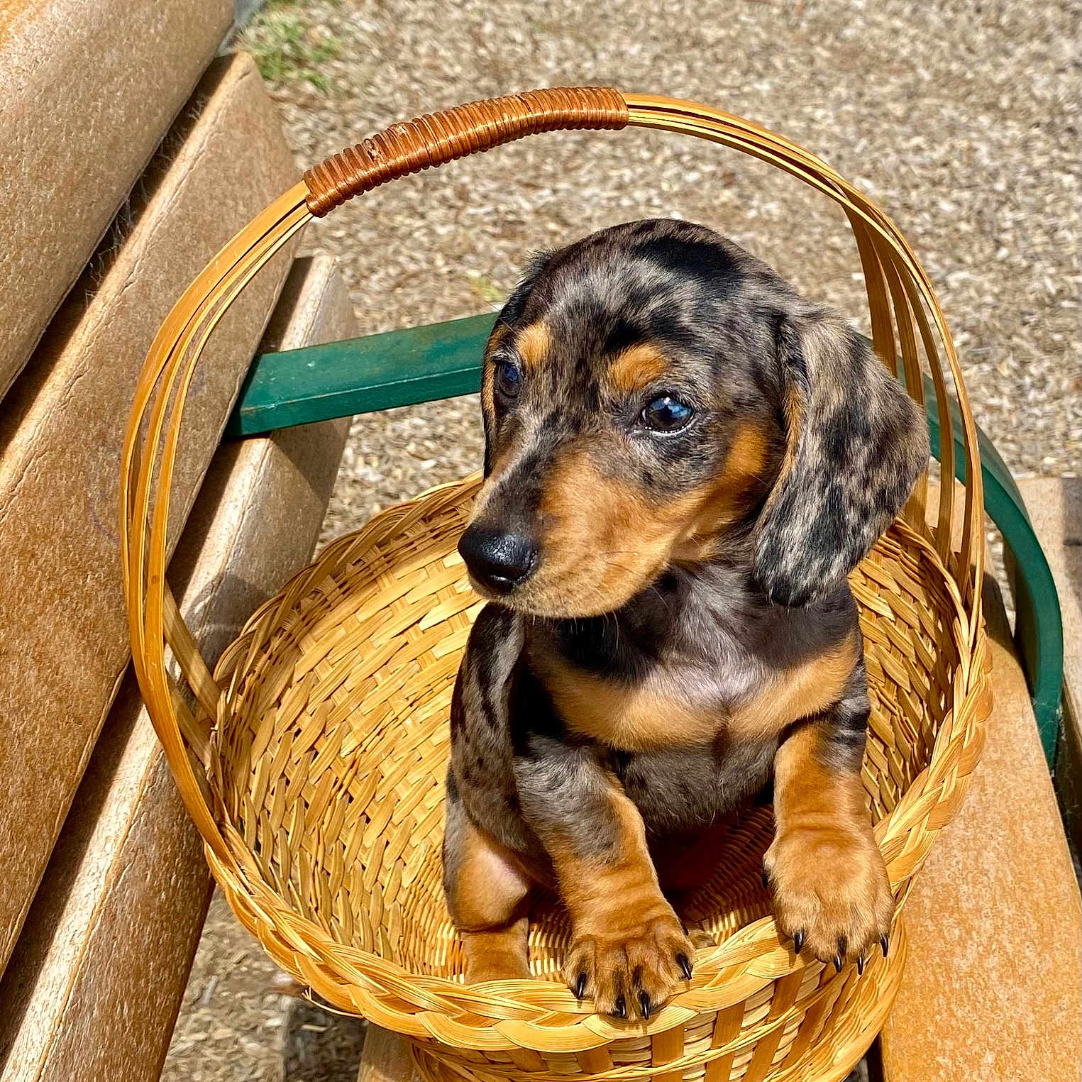 Honey joined the competition — help win amazing prizes! animal, basket, bench, curious, cute, dachshund, dappled_coat, daylight, dog, fur, nature, outdoor, park, pet, puppy, sitting, small_paws, sunlight, wooden_bench, woven_basket