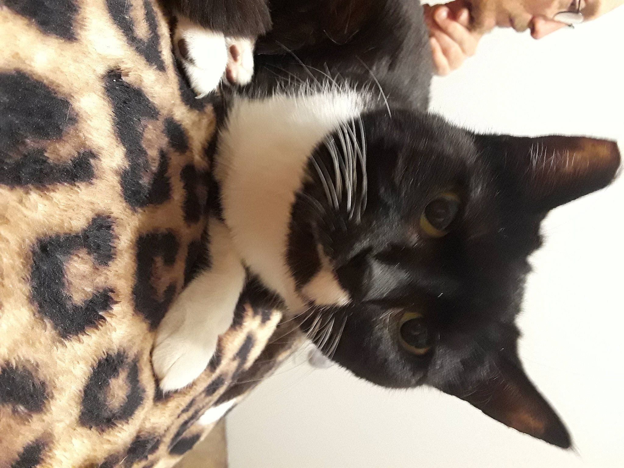 Sneakers is registered to the contest to win money with this photo: american_shorthair, asian, carnivore, cat, domestic_short_haired_cat, dragon_li, felidae, fur, kitten, mammal, small_to_medium_sized_cats, snout, vertebrate, whiskers