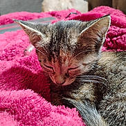 Drizzy joined the competition — help win amazing prizes! kitten, cat, sleeping, pink_blanket, cozy, fur, ears, whiskers, closeup, cute, pet, indoor, resting, soft_texture, animal, domestic_cat, young_cat, feline, relaxing, warm_lighting