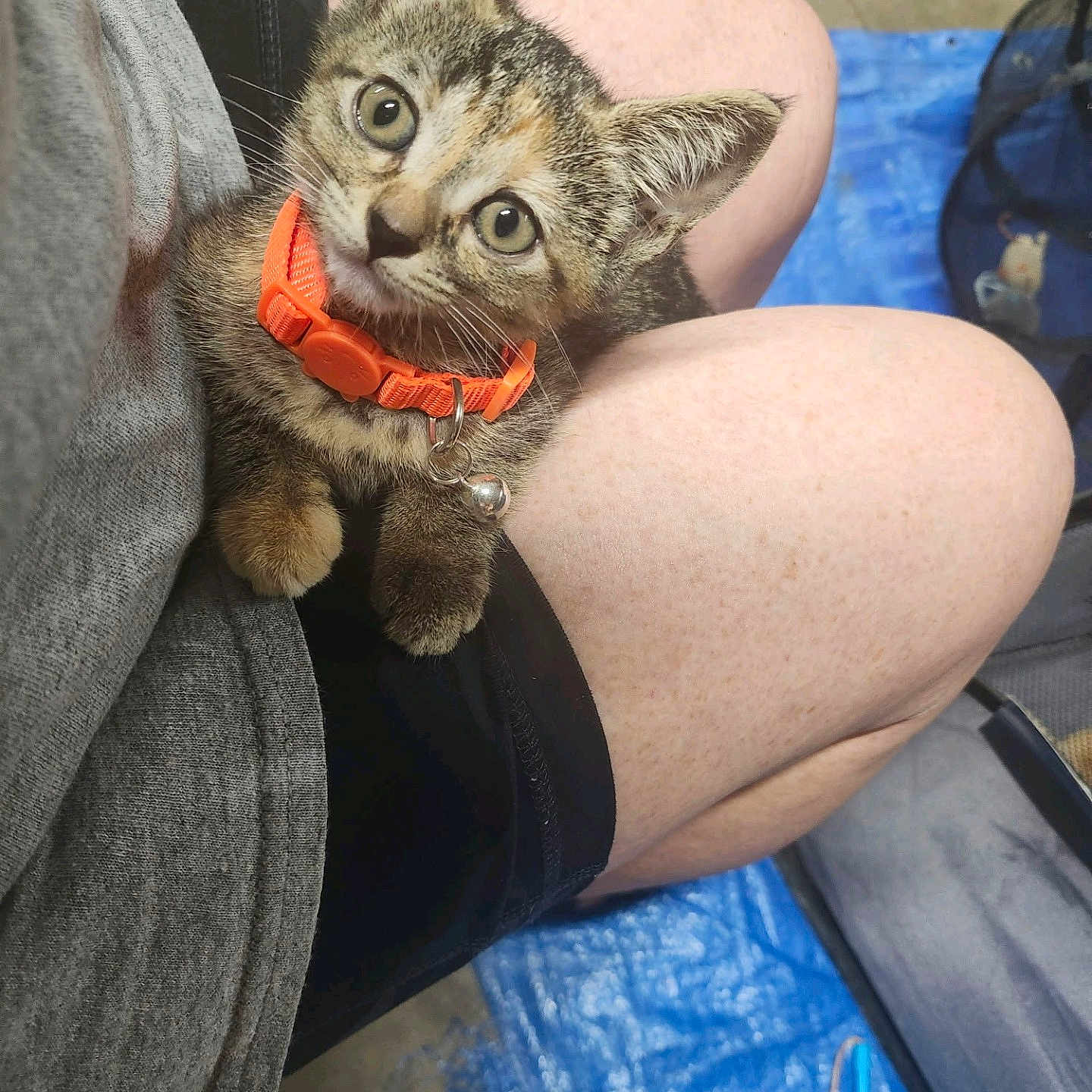 Drizzy joined the competition — help win amazing prizes! animal, bell, blue_tarp, cat, curious, cute, domestic, feline, floor, gray_shirt, indoor, kitten, lap, orange_collar, person, pet, shorts, small, toy, young