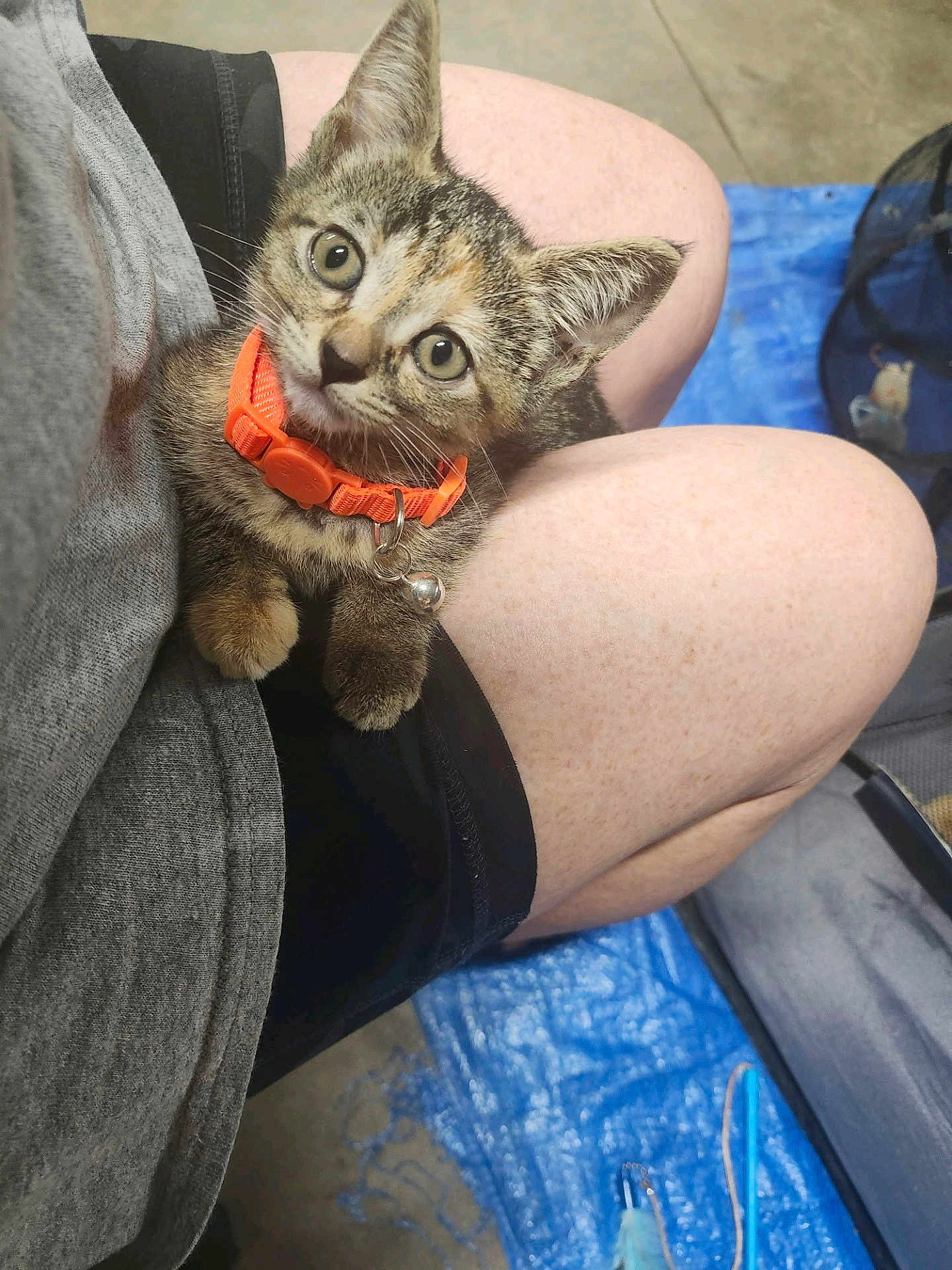 Drizzy joined the competition — help win amazing prizes! kitten, cat, orange_collar, bell, pet, lap, person, shorts, gray_shirt, indoor, toy, blue_tarp, floor, curious, cute, small, feline, animal, young, domestic