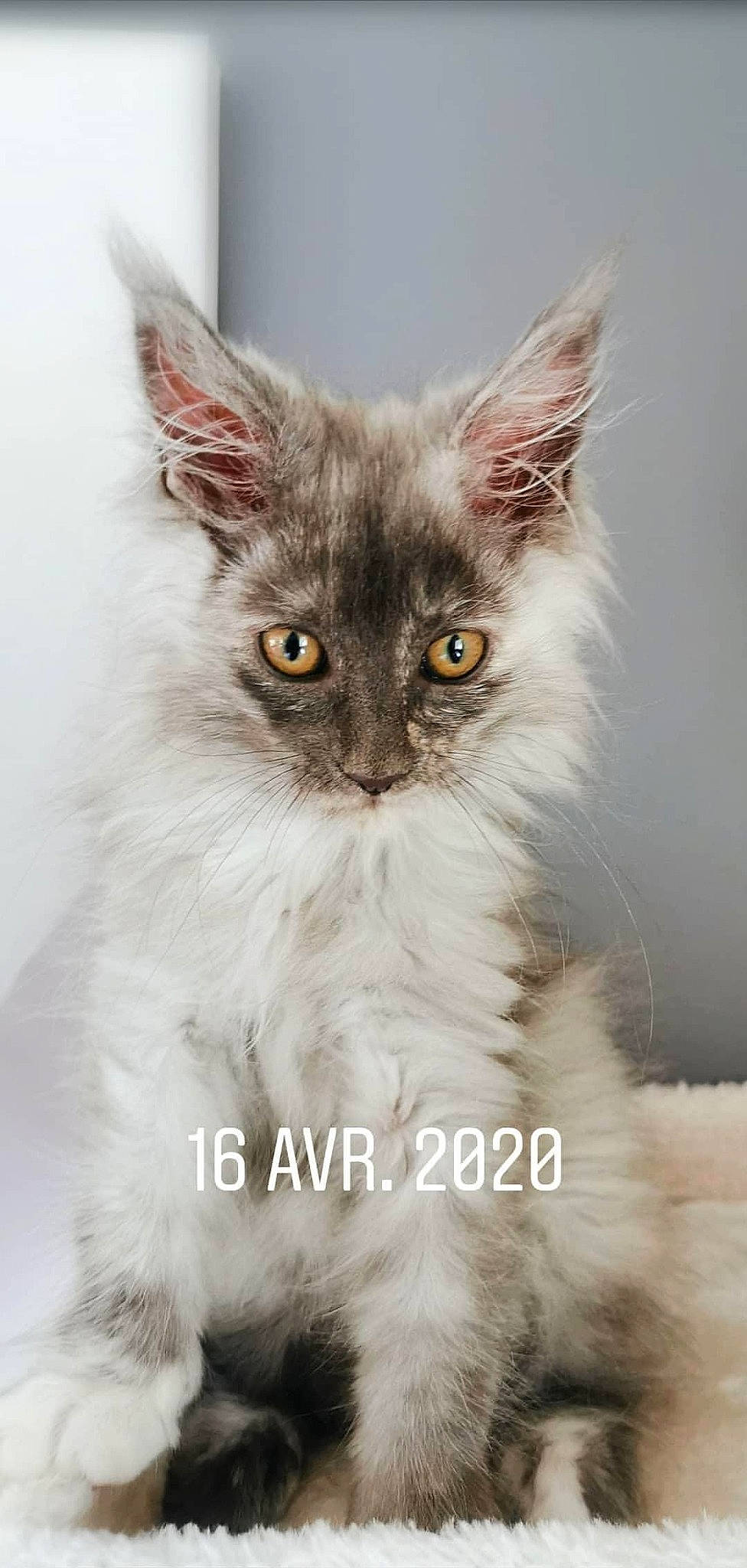 Queen participe au concours pour gagner de l'argent avec cette photo : asian_semi_longhair, british_longhair, british_semi_longhair, carnivore, cat, domestic_long_haired_cat, felidae, kitten, laperm, maine_coon, mammal, napoleon_cat, norwegian_forest_cat, ragamuffin, ragdoll, siberian, small_to_medium_sized_cats, turkish_angora, vertebrate, whiskers