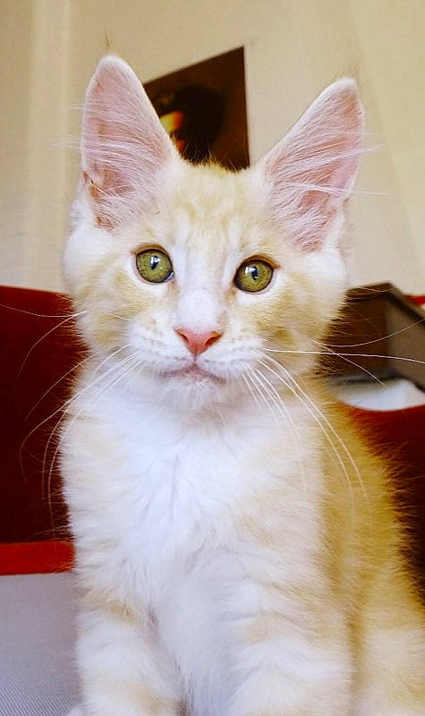 Pimousse a rejoint le concours — aidez-le/la à gagner de superbes lots ! aegean_cat, american_wirehair, asian, burmilla, carnivore, cat, domestic_short_haired_cat, felidae, japanese_bobtail, javanese, kitten, mammal, oriental_longhair, small_to_medium_sized_cats, turkish_angora, turkish_van, vertebrate, whiskers