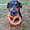 dog, black_and_tan, portrait, outdoor, garden, grass, chew_toy, rubber_toy, pretzel_shape, standing, looking_at_camera, brown_markings, black_fur, animal, pet, playful, front_view, ears, paws, backyard