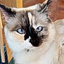 cat, blue_eyes, fluffy, indoor, close_up, feline, whiskers, fur, pet, animal, portrait, sitting, unique_markings, domestic_cat, ears, face, looking, wooden_furniture, floor, calm