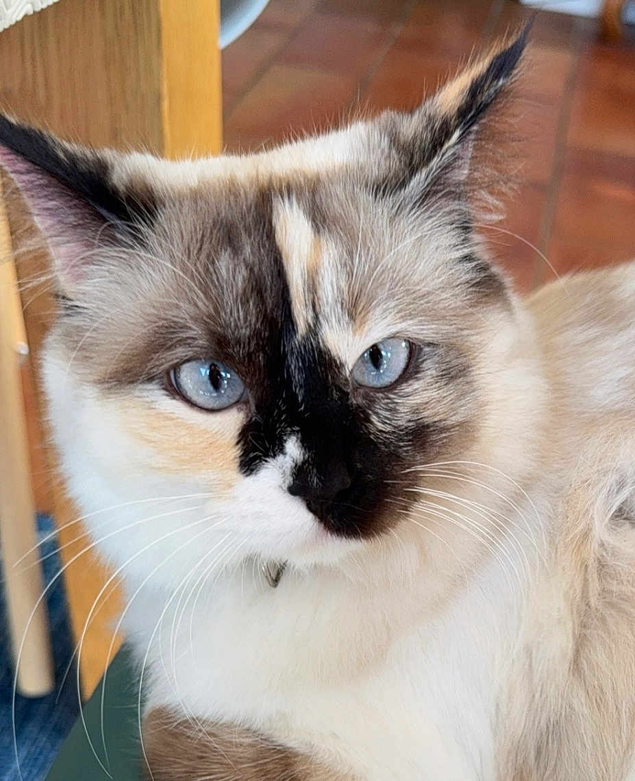 Vanille