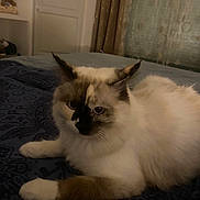 Vanille participe au concours pour gagner de l'argent avec cette photo : cat, fluffy, bed, indoor, resting, blue_bedspread, curtains, furniture, pet, animal, white_fur, brown_paws, patterned, cozy, relaxed, home, cute, domestic_cat, soft_lighting, unique_markings