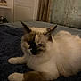 cat, fluffy, bed, indoor, resting, blue_bedspread, curtains, furniture, pet, animal, white_fur, brown_paws, patterned, cozy, relaxed, home, cute, domestic_cat, soft_lighting, unique_markings