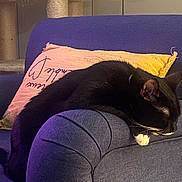 Zorro participe au concours pour gagner de l'argent avec cette photo : cat, sleeping, couch, armrest, pillow, indoor, furniture, black_cat, white_paws, relaxation, cozy, pet, whiskers, cat_tree, soft_lighting, home, resting, domestic_animal, feline, comfortable