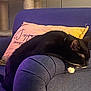 cat, sleeping, couch, armrest, pillow, indoor, furniture, black_cat, white_paws, relaxation, cozy, pet, whiskers, cat_tree, soft_lighting, home, resting, domestic_animal, feline, comfortable