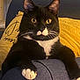 Zorro a rejoint le concours — aidez-le/la à gagner de superbes lots ! cat, tuxedo_cat, yellow_eyes, white_paws, black_fur, indoor, couch, pillow, relaxed, pet, whiskers, closeup, feline, curious, animal, domestic_cat, fur, mammal, resting, comfortable