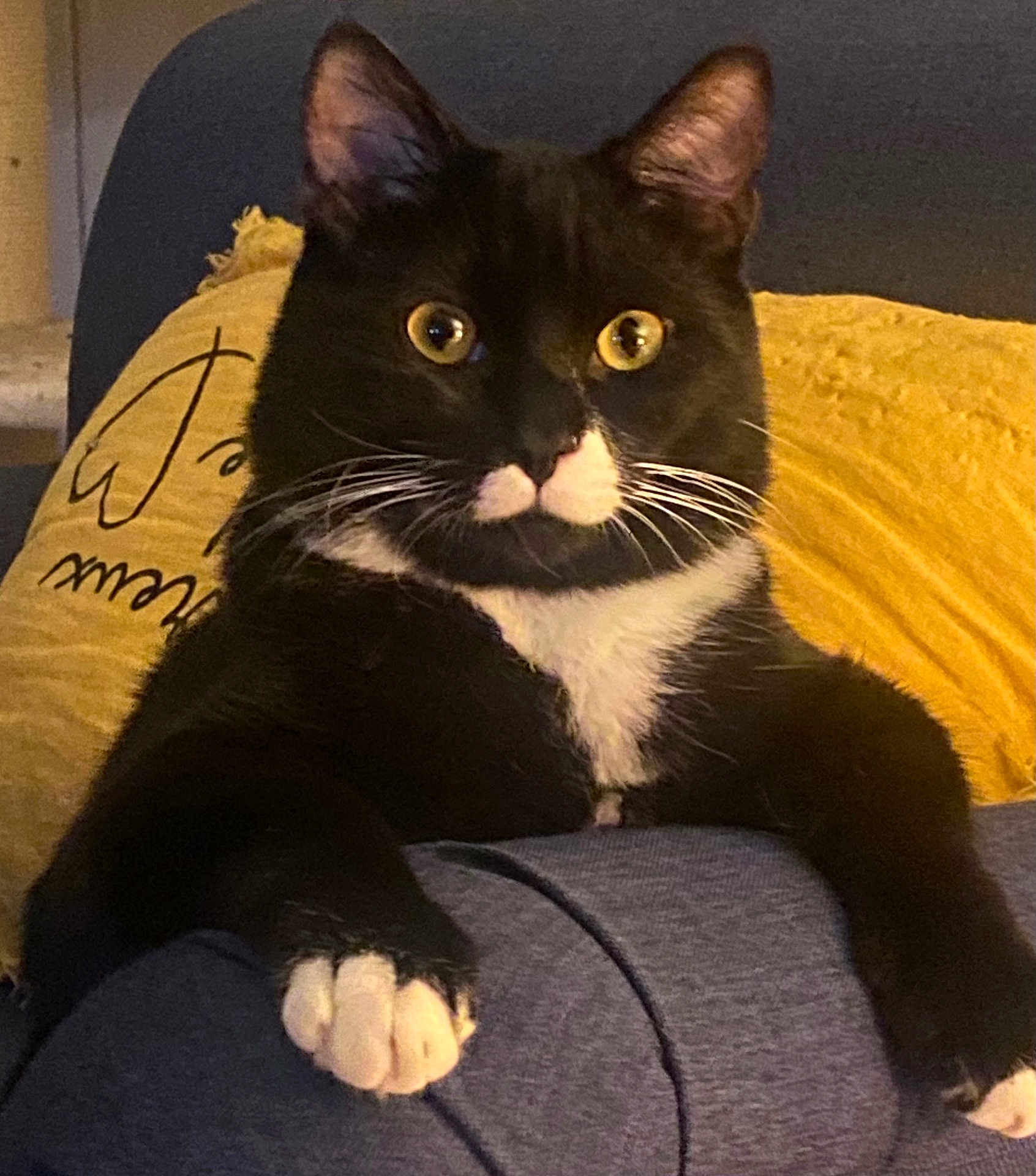 Zorro a rejoint le concours — aidez-le/la à gagner de superbes lots ! cat, tuxedo_cat, yellow_eyes, white_paws, black_fur, indoor, couch, pillow, relaxed, pet, whiskers, closeup, feline, curious, animal, domestic_cat, fur, mammal, resting, comfortable