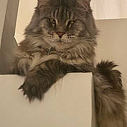 Toshi participe au concours pour gagner de l'argent avec cette photo : cat, fluffy, long_hair, pet, animal, feline, relaxed, indoor, staircase, white_wall, close_up, portrait, muzzle, whiskers, paws, tail, ears, brown, gray, tabby