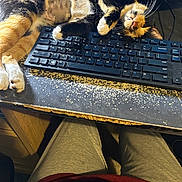 Pixel joined the competition — help win amazing prizes! cat, calico_cat, sleeping, keyboard, desk, computer, office, indoor, pet, animal, fur, whiskers, paws, relaxed, lying_down, upside_down, workspace, desktop, photography, funny