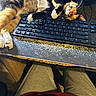 cat, calico_cat, sleeping, keyboard, desk, computer, office, indoor, pet, animal, fur, whiskers, paws, relaxed, lying_down, upside_down, workspace, desktop, photography, funny