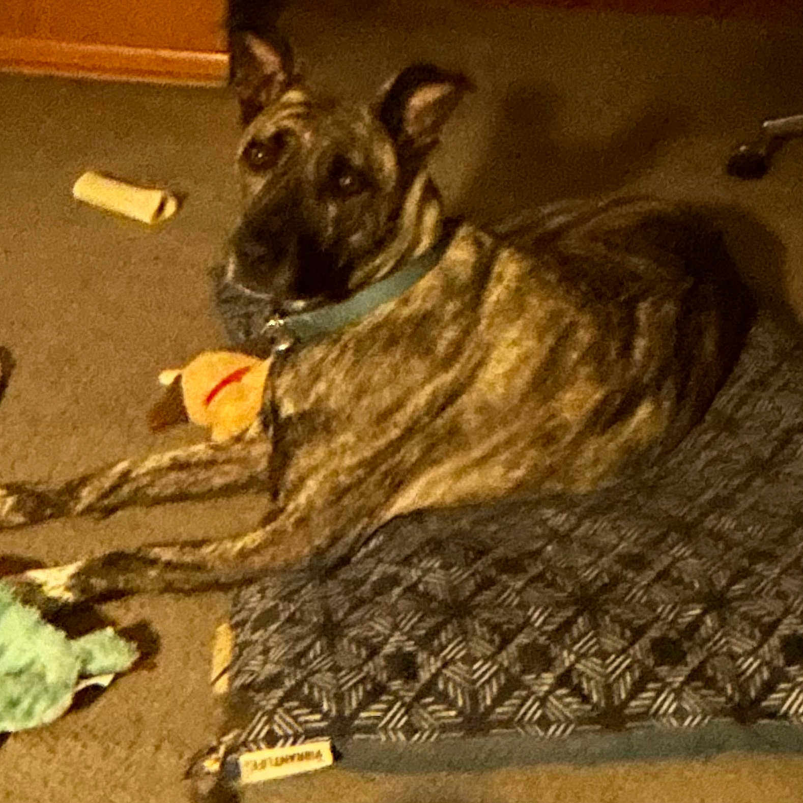Amara joined the competition — help win amazing prizes! dog, pet, canine, pointy_ears, blue_collar, lying_down, resting, blanket, textured_blanket, squeaky_toy, indoor, home, brown_fur, black_fur, long_snout, alert, relaxed, floor, cozy, photograph