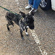 Amara is registered to the contest to win money with this photo: dog, puppy, brindle, standing, leash, collar, outdoor, parking_lot, asphalt, car, wheel, tire, person, jeans, sneakers, animal, pet, street, ears, photography
