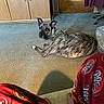 Amara is registered to the contest to win money with this photo: dog, brindle, pet, lying_down, carpet, living_room, home, indoors, animal, canine, portrait, looking_at_camera, upright_ears, collar, television, cabinet, furniture, pajamas, cozy, sunlight