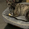 Amara joined the competition — help win amazing prizes! dog, brindle, pet, canine, animal, lying_down, dog_bed, pet_bed, indoors, home, carpet, furniture, chair, collar, toy, chew_toy, short_hair, pointed_ears, portrait, cozy