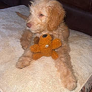 Winnie is registered to the contest to win money with this photo: puppy, dog, toy, stuffed_animal, couch, cushion, floor, indoor, pet, animal, fur, brown, beige, relaxing, cute, young_dog, home, cozy, portrait, looking_away