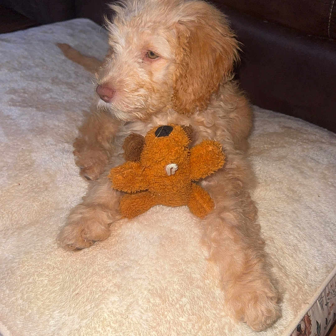 Winnie