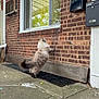 cat, fluffy, brick_wall, window, outdoor, sidewalk, curious, pet, animal, feline, leap, tail, paw, building, urban, daylight, reflection, mailbox, concrete, curiosity