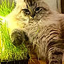 cat, fluffy, indoor, grass, plant, paw, wood_floor, cozy, feline, green, playful, relaxed, portrait, pet, animal, whiskers, fur, tabby, domestic_cat, eye_contact