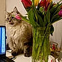 cat, flower, tulip, bouquet, vase, laptop, table, indoor, plant, leaf, pet, feline, curious, tongue_out, candy, wrapper, technology, home, decor, cozy