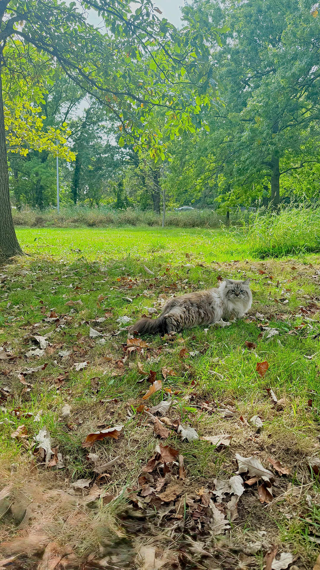 Marsel is registered to the contest to win money with this photo: cat, fluffy, grass, leaves, autumn, tree, park, outdoor, nature, greenery, animal, pet, feline, relaxing, sunlight, scenery, wildlife, mammal, daylight, peaceful