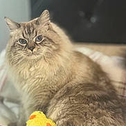 Marsel joined the competition — help win amazing prizes! cat, fluffy, bed, plush_toy, yellow, cute, pet, animal, cozy, furry, indoor, relaxed, soft, comfort, toy, resting, domestic, mammal, sleepy, cute_pet