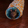 cat, tabby_cat, play_tunnel, indoor, wooden_floor, pet, animal, curious, feline, orange_pattern, blue_interior, sitting, looking, ears_up, whiskers, paws, cute, domestic, household, relaxed