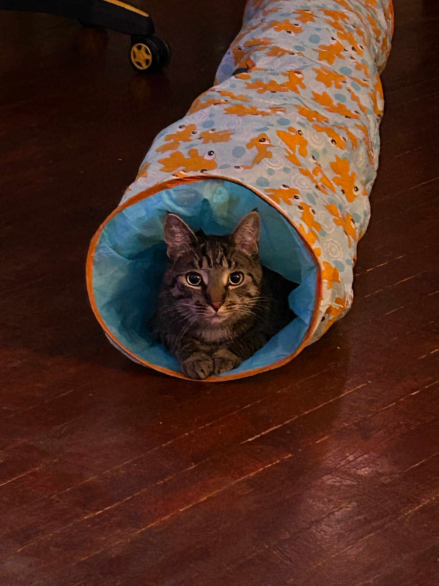 Gizmo