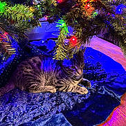 Nala joined the competition — help win amazing prizes! cat, tabby_cat, christmas_tree, christmas_lights, holiday_decor, tree_skirt, indoor, wooden_floor, festive, pet, animal, relaxing, colorful_lights, greenery, pine_branches, domestic_cat, striped, cute, cozy, celebration