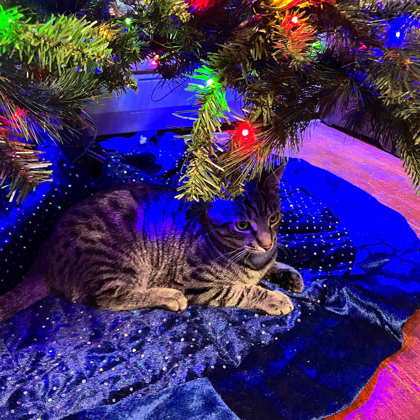 Nala joined the competition — help win amazing prizes! animal, cat, celebration, christmas_lights, christmas_tree, colorful_lights, cozy, cute, domestic_cat, festive, greenery, holiday_decor, indoor, pet, pine_branches, relaxing, striped, tabby_cat, tree_skirt, wooden_floor